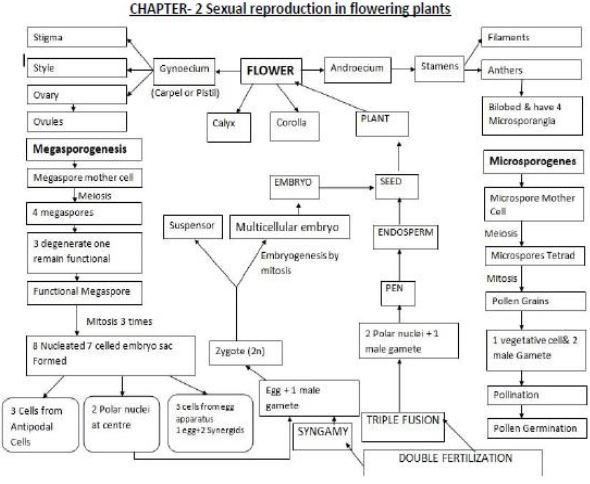 Study guide concept mapping patterns of evolution worksheet